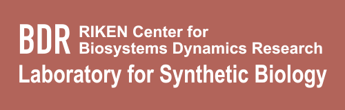 RIKEN Center for Biosystems Dynamics Research Laboratory for Synthetic Biology