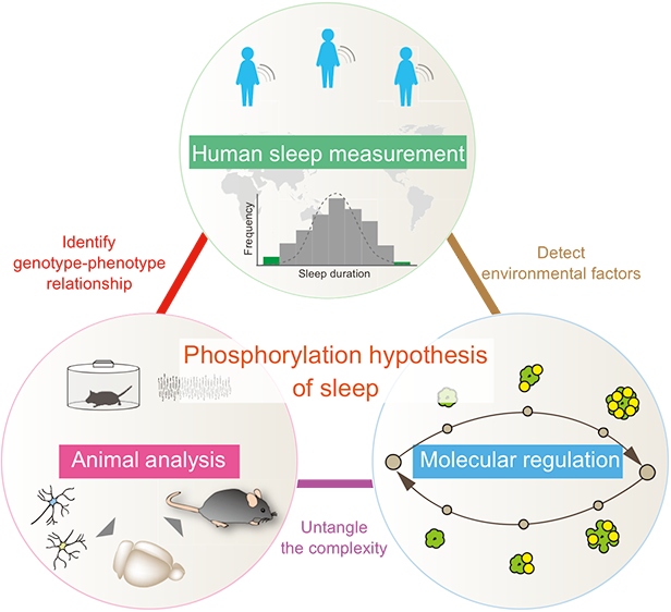 Phosphorylation hypothesis of sleep